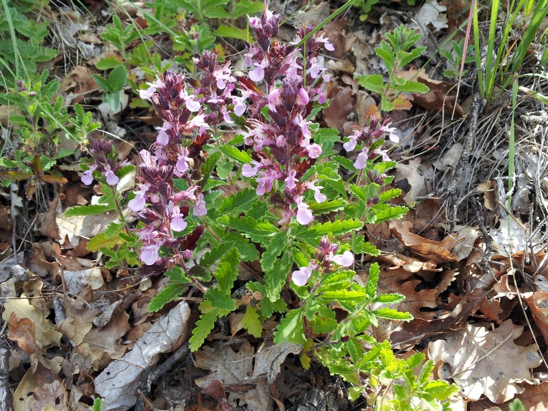 Teucrium chamaedrys